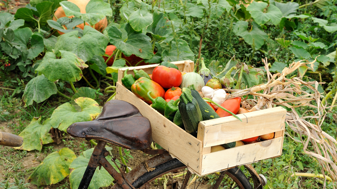 Aux Jardins de Nonères, c’est 100 % bio et local