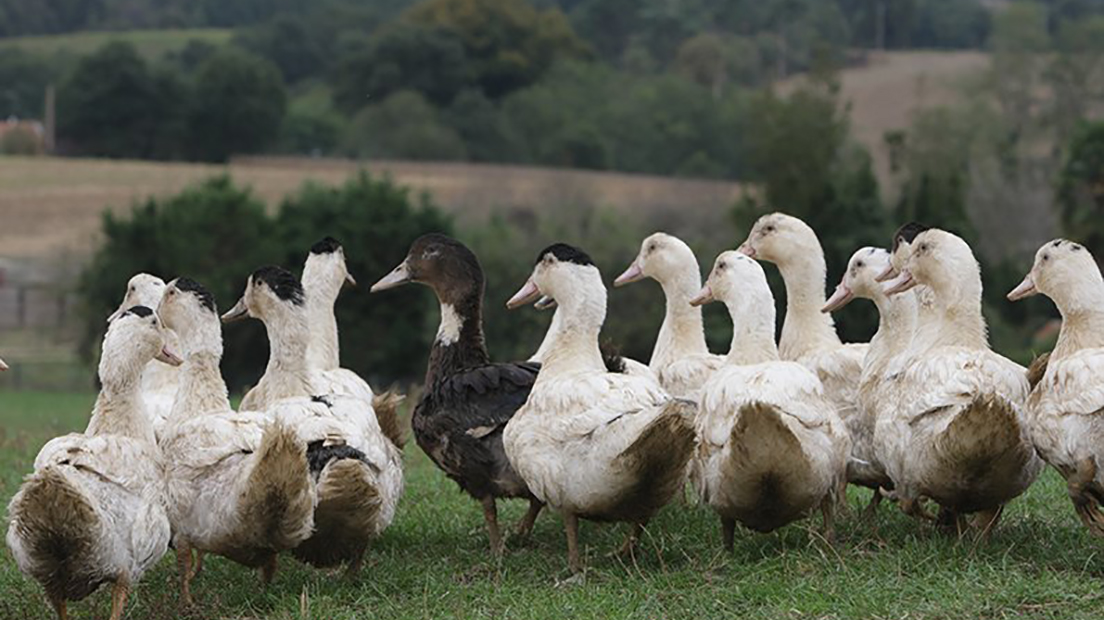 Grippe aviaire : vers le vide sanitaire, premières indemnisations attendues