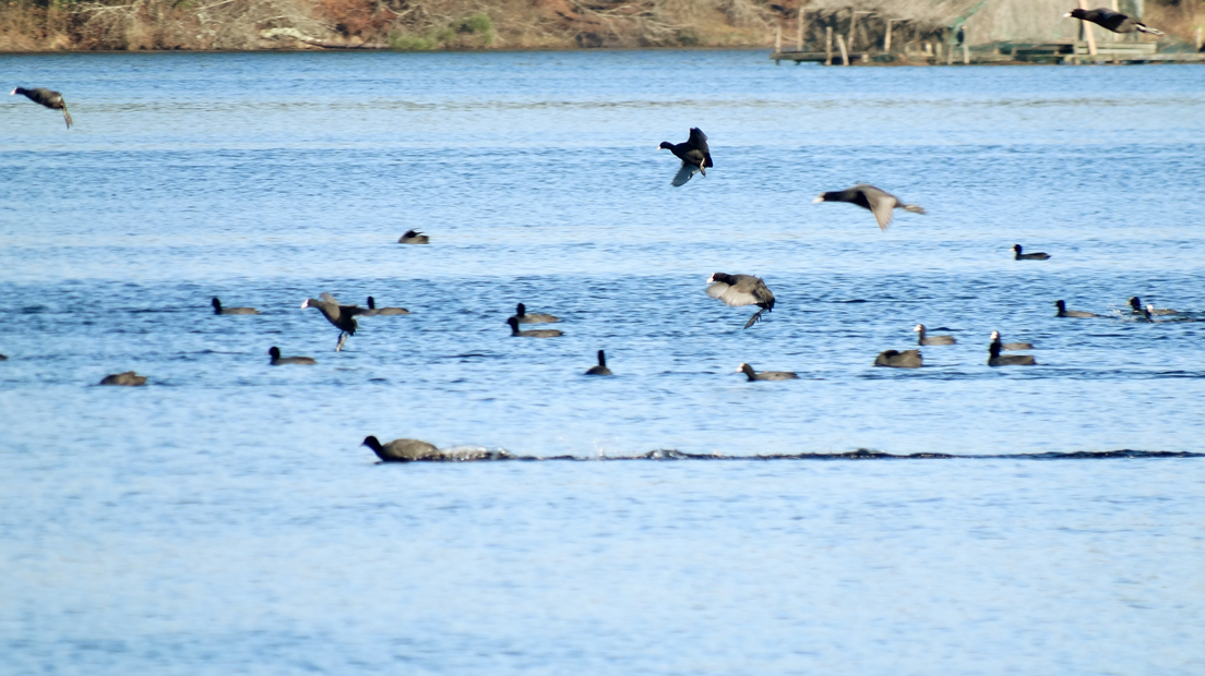 Le dénombrement des oiseaux d’eau Wetlands International