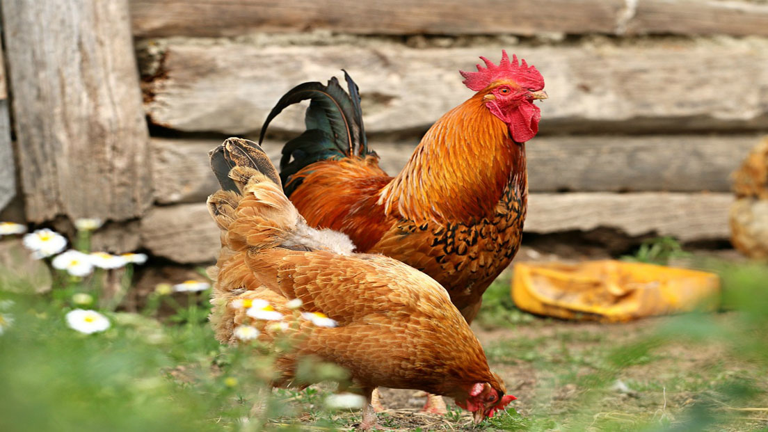 Saint-Martin-de-Seignanx | Journée découverte "Des poules dans mon jardin"
