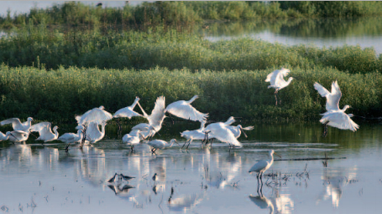 Sorties nature | Animations et visites au Marais d'Orx à Labenne