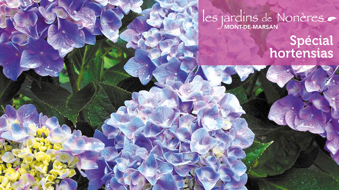 Mont-de-Marsan | Spécial hortensias aux Jardins de Nonères