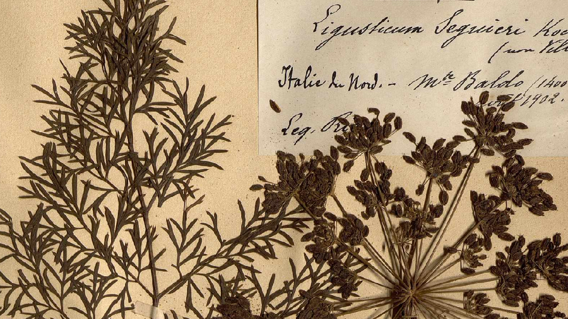 "L'herbier landais", de nouvelles archives à consulter sur le site des Archives départementales 